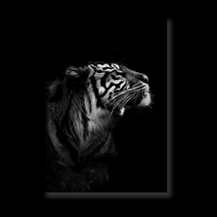 Tiger BW